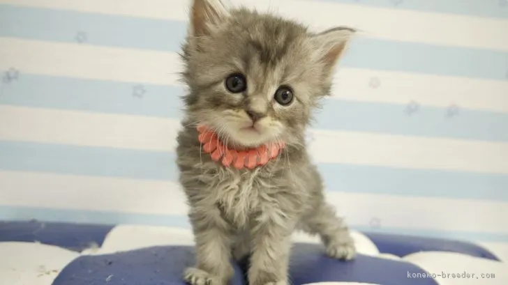 ID:1805-01160の子猫