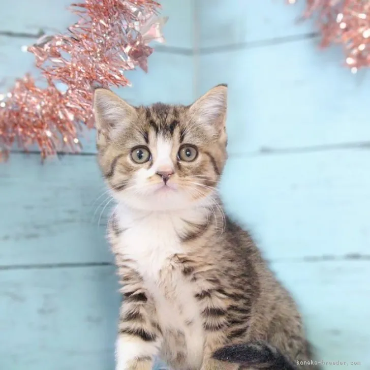 ココ 様のお迎えした子猫