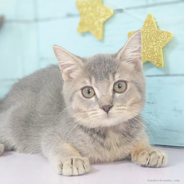 タマちゃん 様のお迎えした子猫