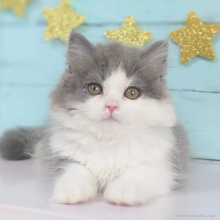 ID:2406-01799の子猫