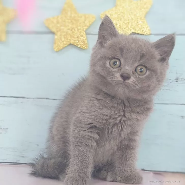 ID:2411-00977の子猫