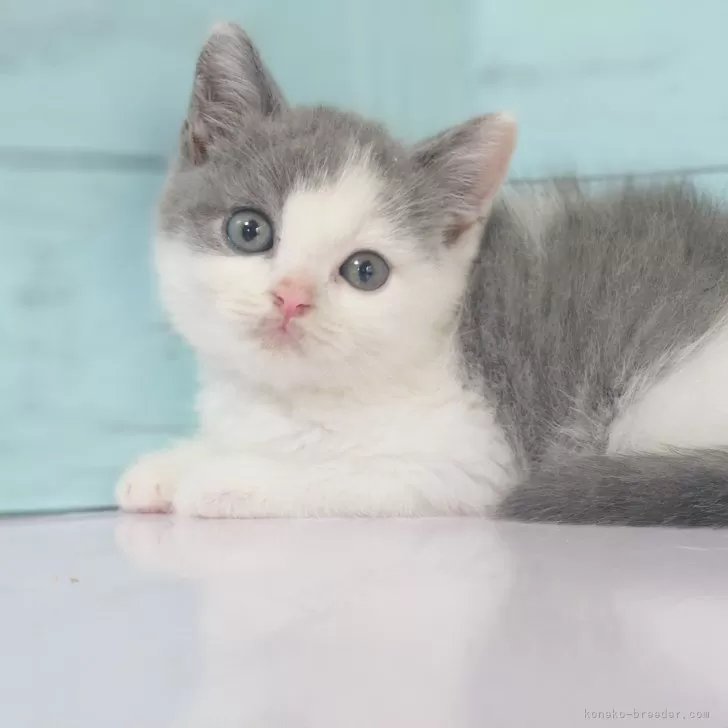 ID:2409-02193の子猫