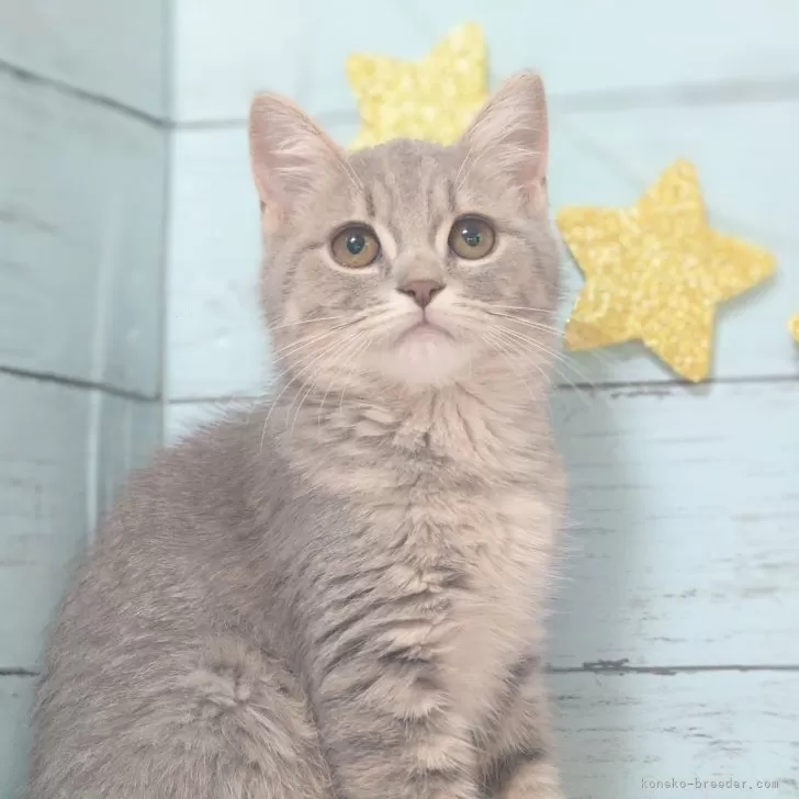 ID:2408-02830の子猫