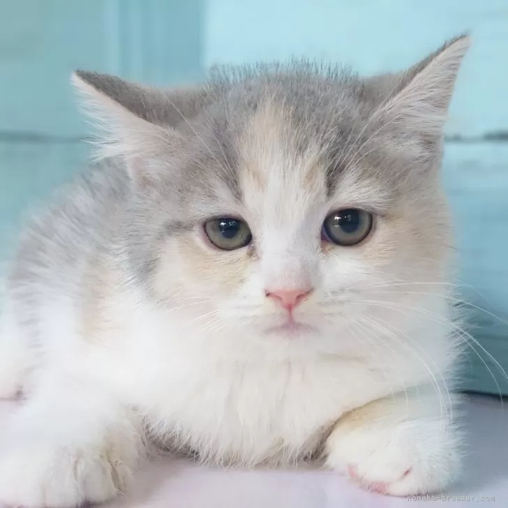 ID:2408-02832の子猫