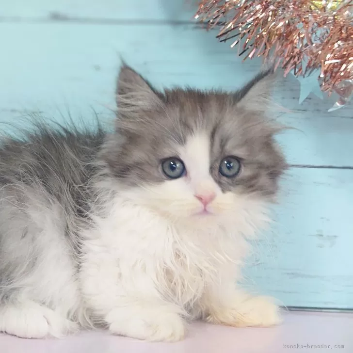 ID:2411-02447の子猫