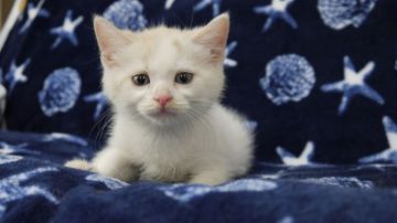 マンチカン(長足)【東京都・男の子・2018年7月27日・クリーム&ホワイト】の写真「足長の男の子です💕」