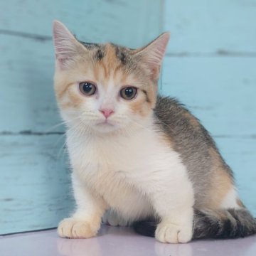 マンチカン(短足)【東京都・女の子・2024年8月12日・キャリコ（ショート）】の写真「大人しい女の子です💕」