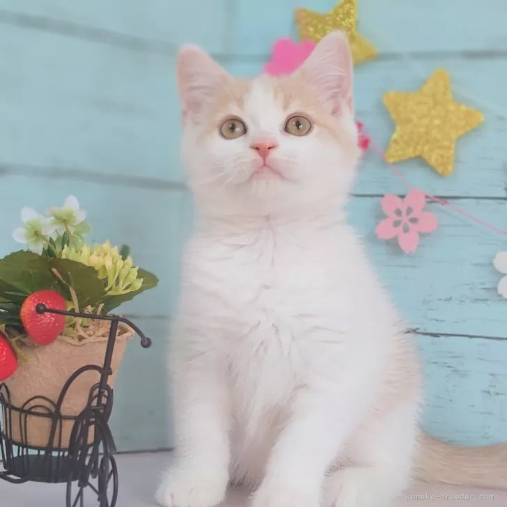 ID:2501-02188の子猫