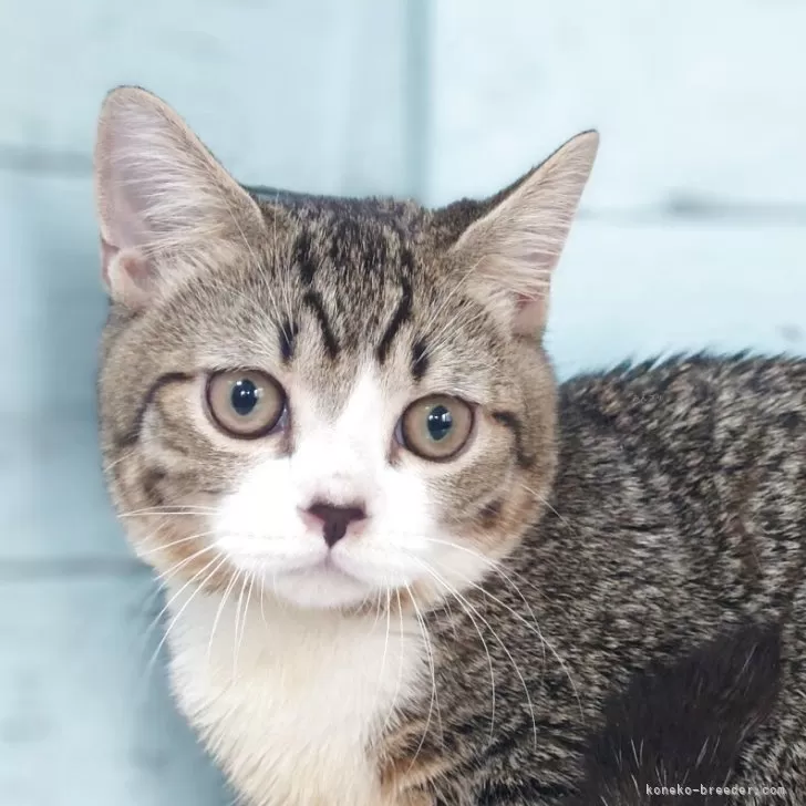 ID:2502-02035の子猫