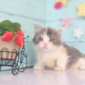 マンチカン(短足)【東京都・男の子・2025年1月25日・ダイリュート】の写真「可愛らしい丸顔短足の女の子です💕」