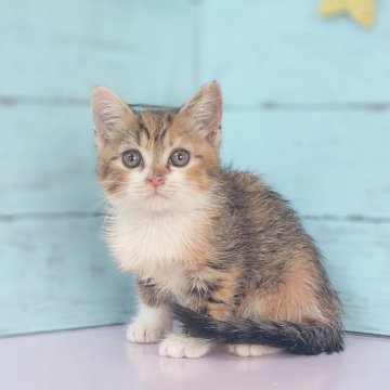 マンチカン(長足)【東京都・女の子・2024年12月10日・キャリコ】の写真「大人しい女の子です💕可愛らしい顔立ちです💕」