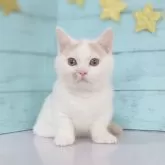 マンチカン(短足)