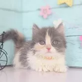 マンチカン(短足)