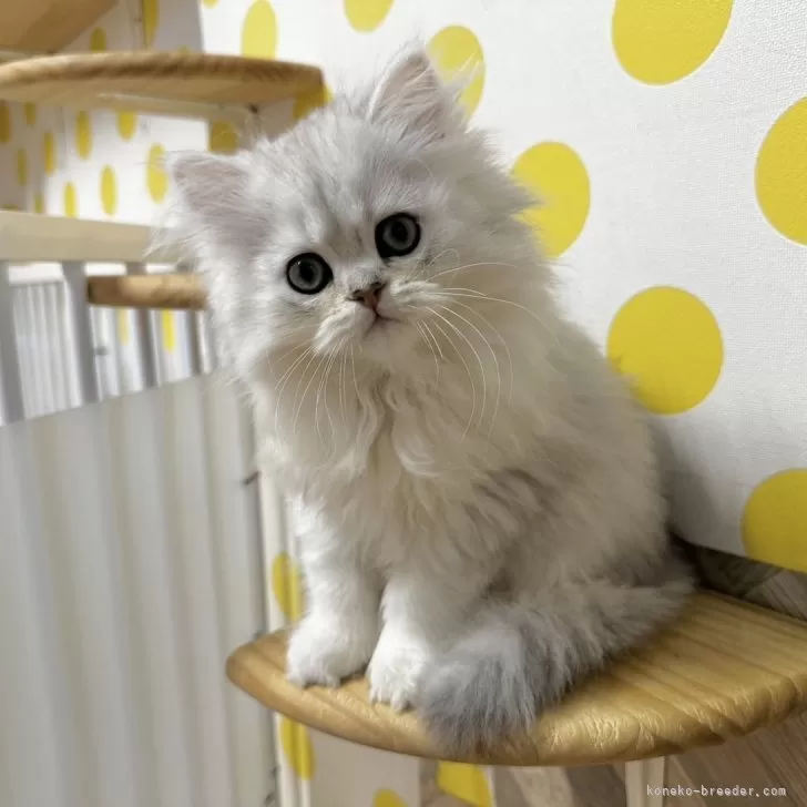 ID:2404-01316の子猫