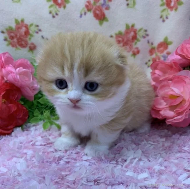 ID:2003-00086の子猫