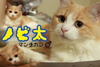 マンチカン【・男の子・2018年2月27日・クリームタビー&amp;ホワイト】