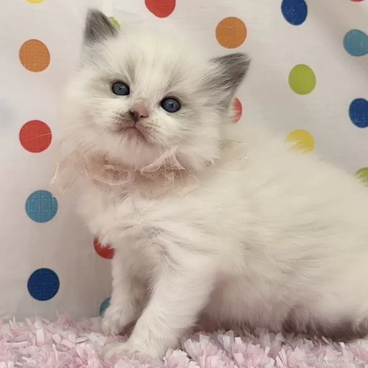 ID:2412-01307の子猫