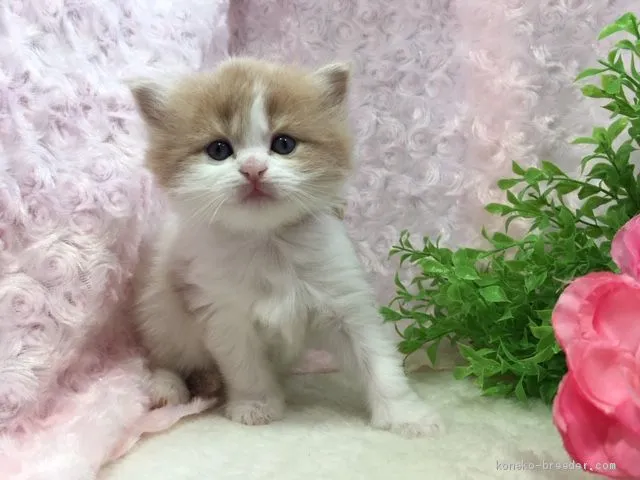 ID:1904-01708の子猫