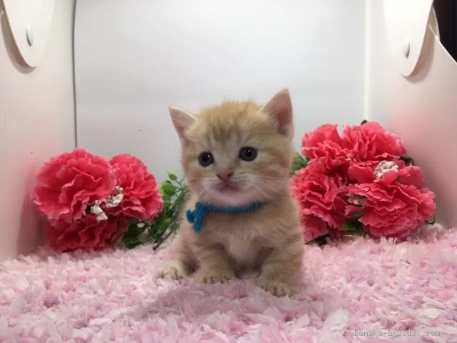 ID:1904-01187の子猫