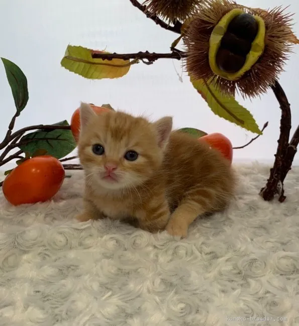 ID:1909-00540の子猫