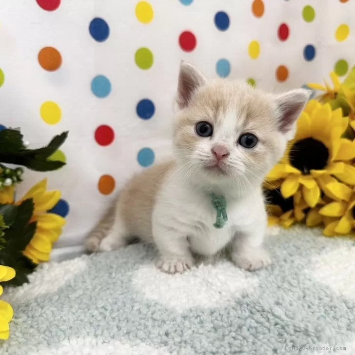 モカ 様のお迎えした子猫