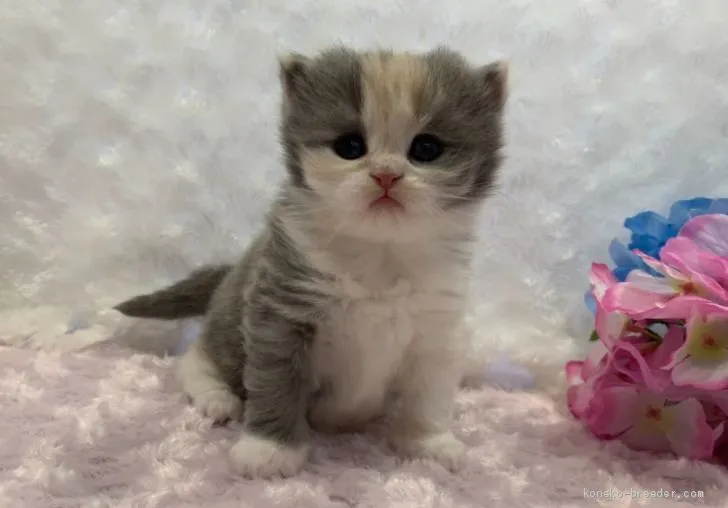 ID:2001-00537の子猫