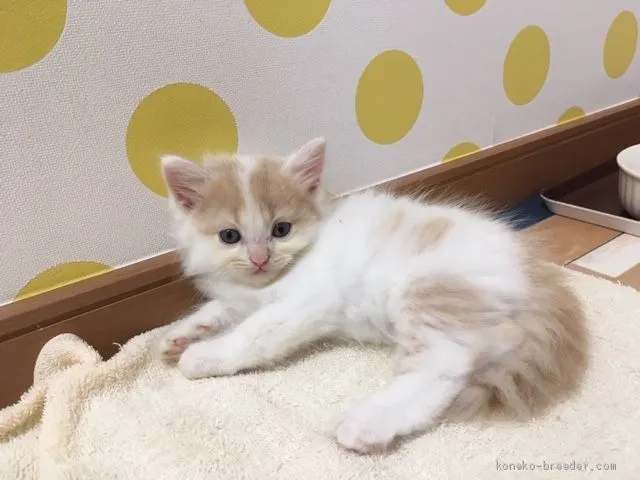 ID:1908-01233の子猫