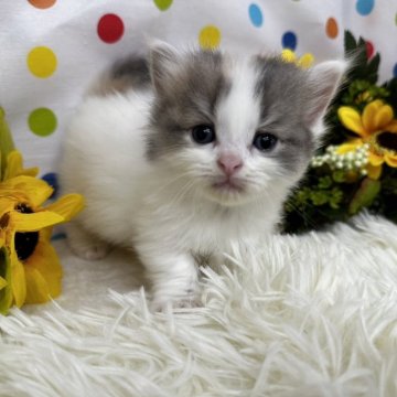 マンチカン(短足)【福岡県・女の子・2024年7月4日・ブルーパッチドタビーホワイト】の写真「ふわふわ可愛いマンチカン」