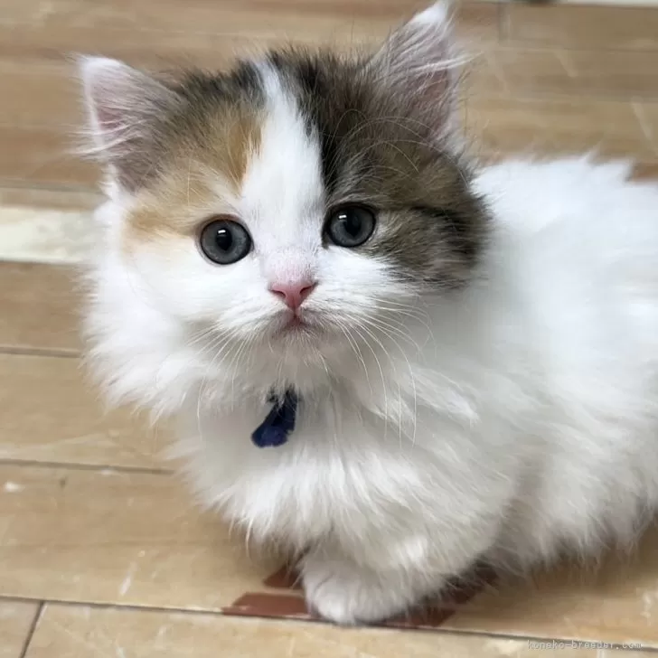 ID:2503-00999の子猫