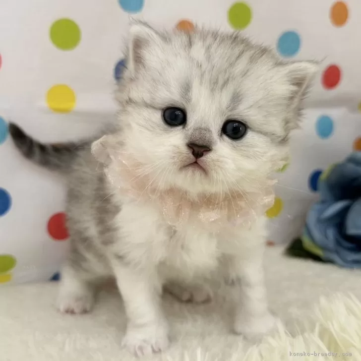 ID:2504-00494の子猫