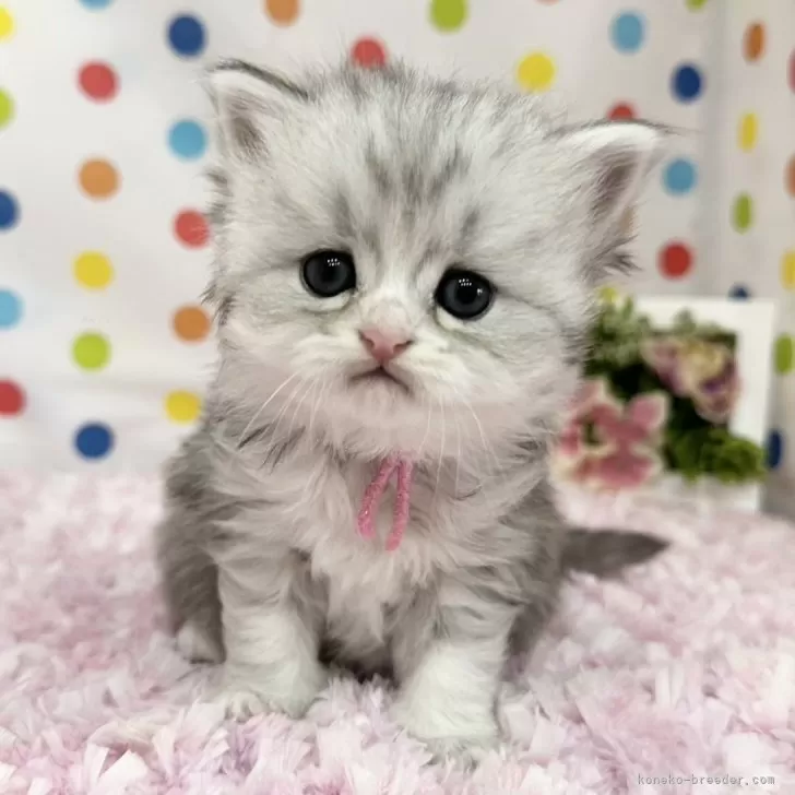 ID:2504-00544の子猫