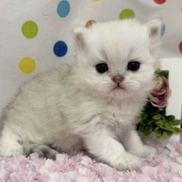 ペルシャ(チンチラ)【福岡県・女の子・2025年2月19日・チンチラシルバー】の写真「可愛いお顔立ちのチンチラシルバー」