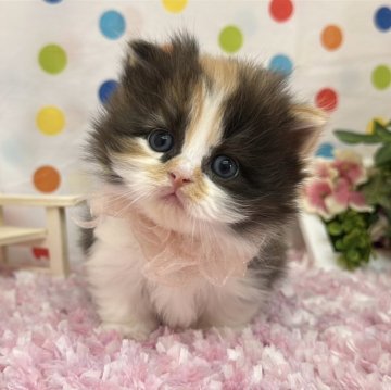 マンチカン(短足)【福岡県・女の子・2025年2月9日・キャリコ】の写真「可愛いお顔立ちのマンチカンベビー」