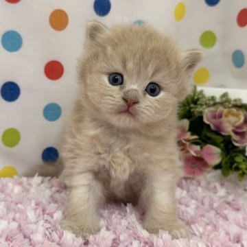 マンチカン(長足)【福岡県・男の子・2025年2月18日・レッド】の写真「可愛いお顔立ちのマンチカンベビー」