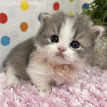 マンチカン(短足)【福岡県・男の子・2025年2月9日・ブルータビーホワイト】の写真「可愛いお顔立ちのマンチカンベビー」