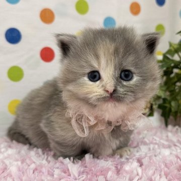 マンチカン(短足)【福岡県・女の子・2025年2月9日・ブルーパッチドタビー】の写真「可愛いお顔立ちのマンチカンベビー」