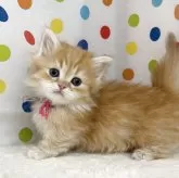 ミヌエット(短足)
