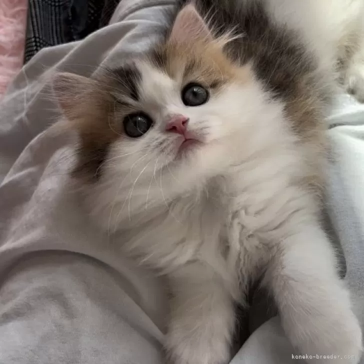 ID:2404-02206の子猫
