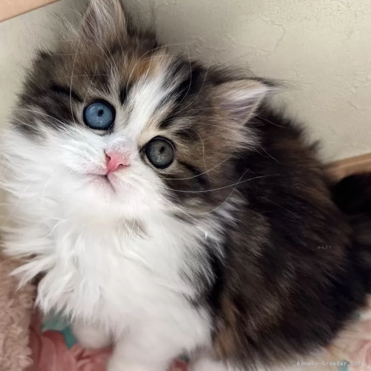 ID:2501-01132の子猫