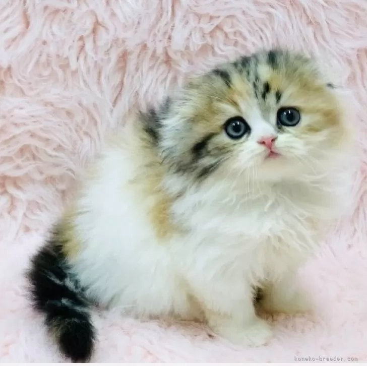 ID:2410-00760の子猫
