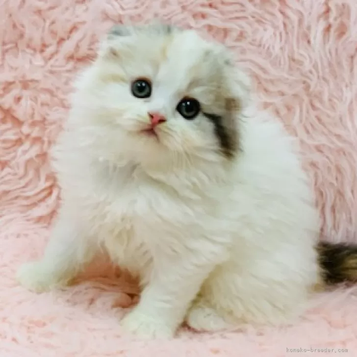 ID:2410-00659の子猫