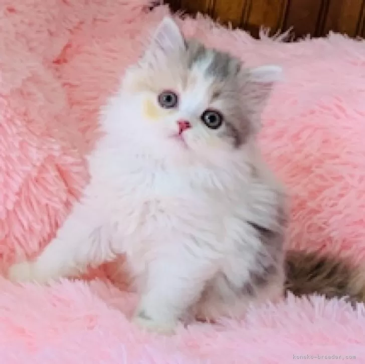 ID:2504-03101の子猫