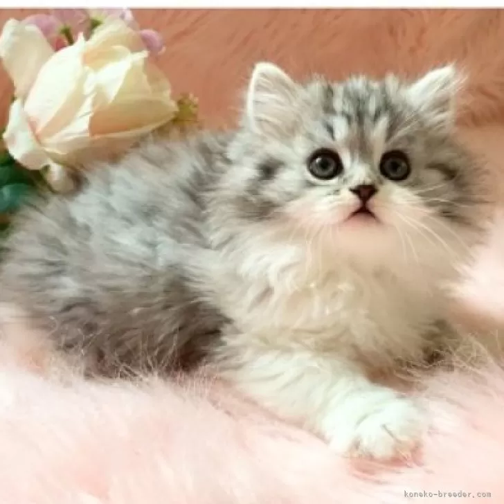 ID:2406-01327の子猫