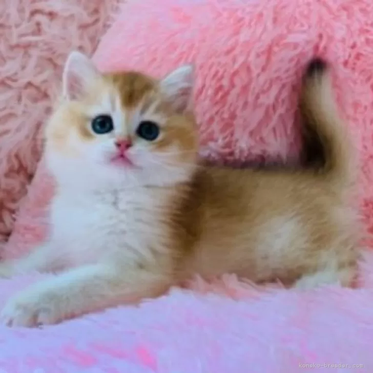ID:2504-03106の子猫
