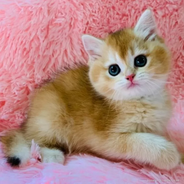 ID:2504-03107の子猫