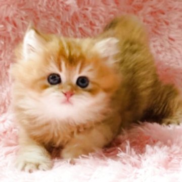ブリティッシュロングヘア【茨城県・男の子・2025年3月12日・ゴールデン🌸（ロングヘアー🌸）】の写真「両親グランドチャンピォン。抱っこ大好き甘えっ子王子」