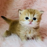 ブリティッシュロングヘア