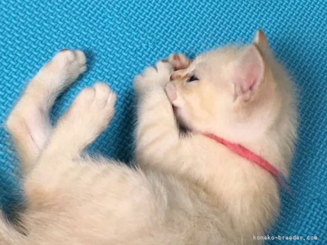 オーストラリアンミスト 神奈川県 男の子 17年5月30日 ゴールドスポッテッド カワイイ みんなの子猫ブリーダー 子猫id 1707