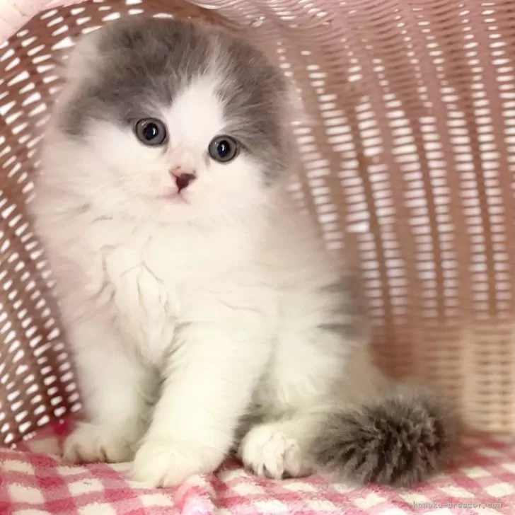 ID:2404-03727の子猫