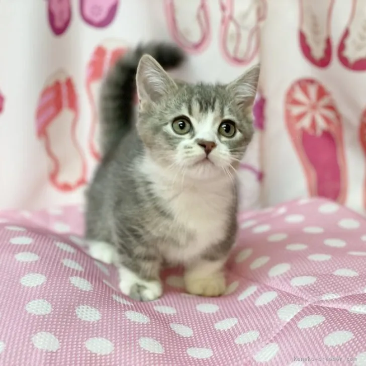 ID:2310-00825の子猫